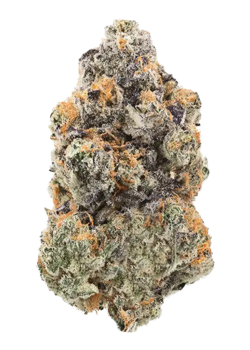 Pink Cherry Gelato