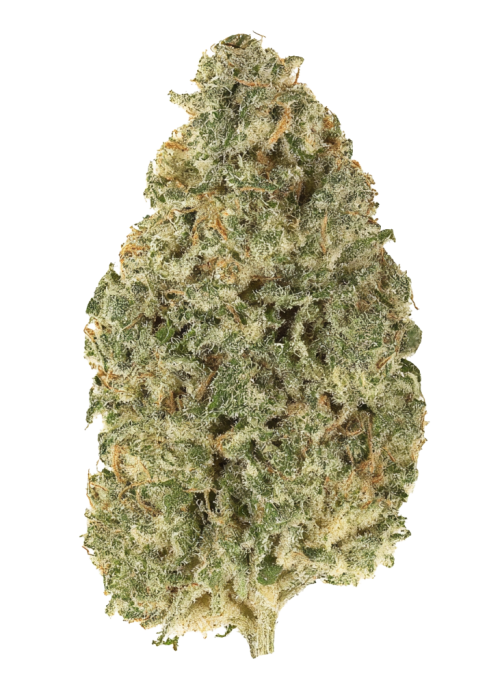 Pistacchio