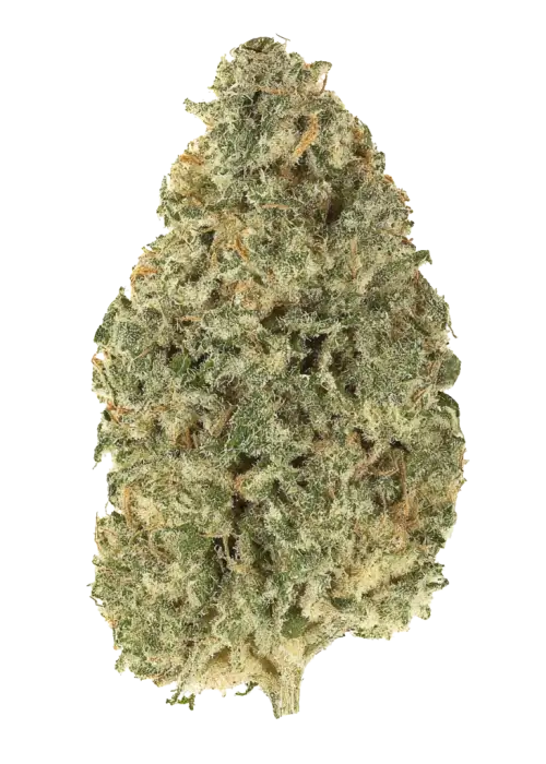 Pistacchio