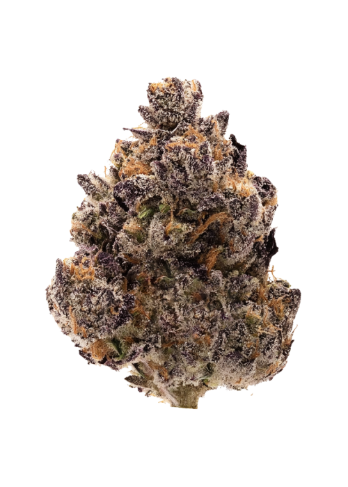 Black Cherry Blossom