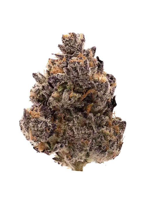 Black Cherry Blossom