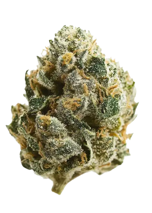 Guava