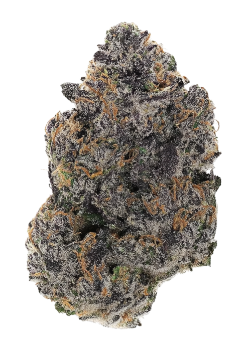 Apricot Tropicanna
