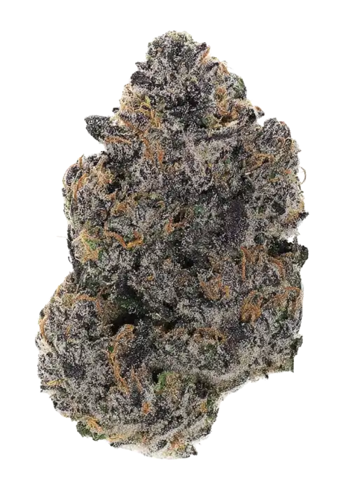 Apricot Tropicanna