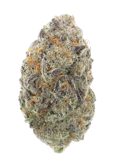 Triangle GMO