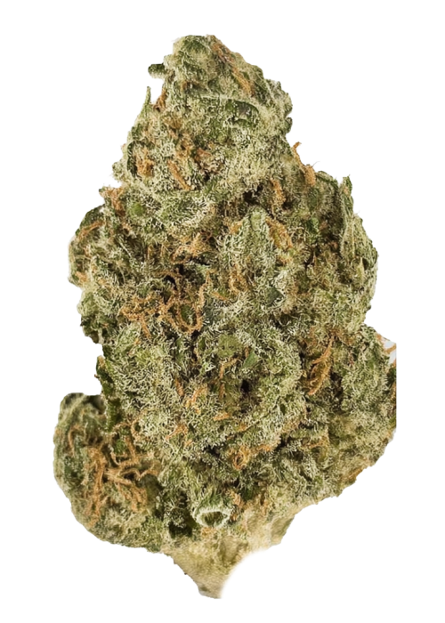 Medusa by Pheno Addicts