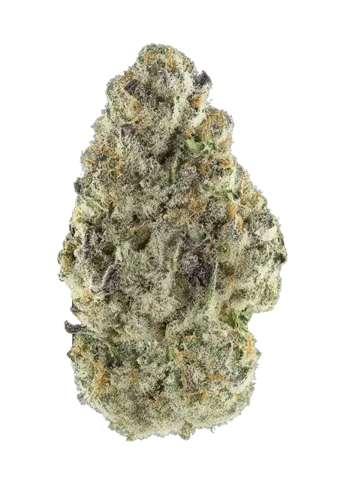 Sour Sans Souci