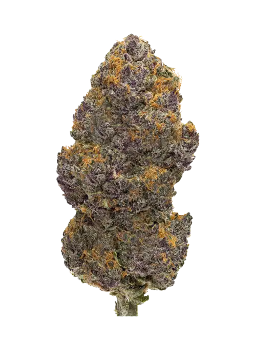 Black Cherry Gelato (BackpackBoyz)