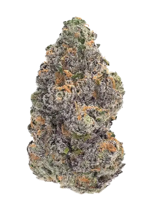 Blacklight