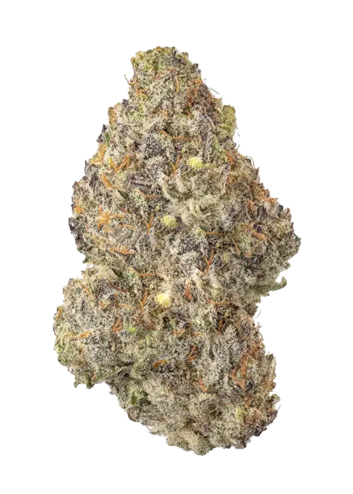 Potion by Wizard Trees