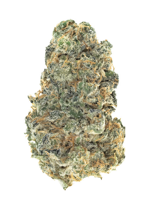 Panama Haze by Equilibrium Genetics