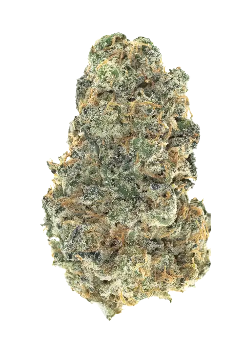 Panama Haze by Equilibrium Genetics