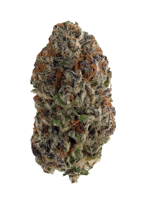 Nitro Dream