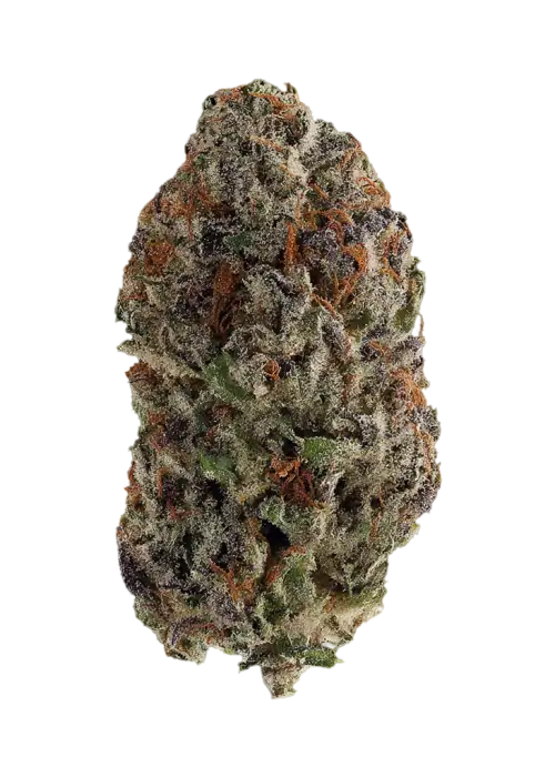 Nitro Dream
