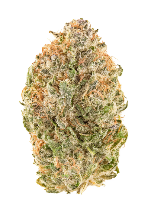 Platinum Papaya Mimosa 