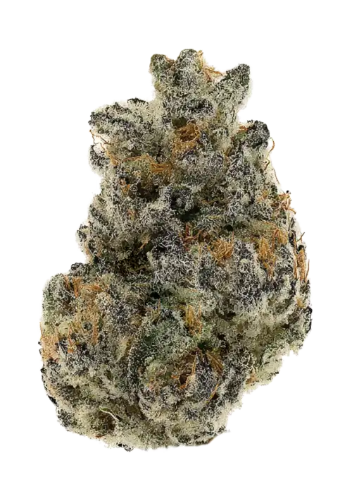 Bubblegum Gelato by The Growing Pains