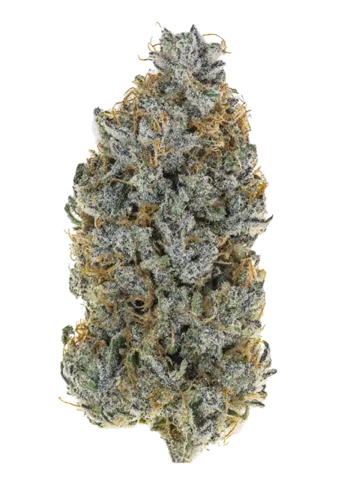 Orange Crush by The Growing Pains