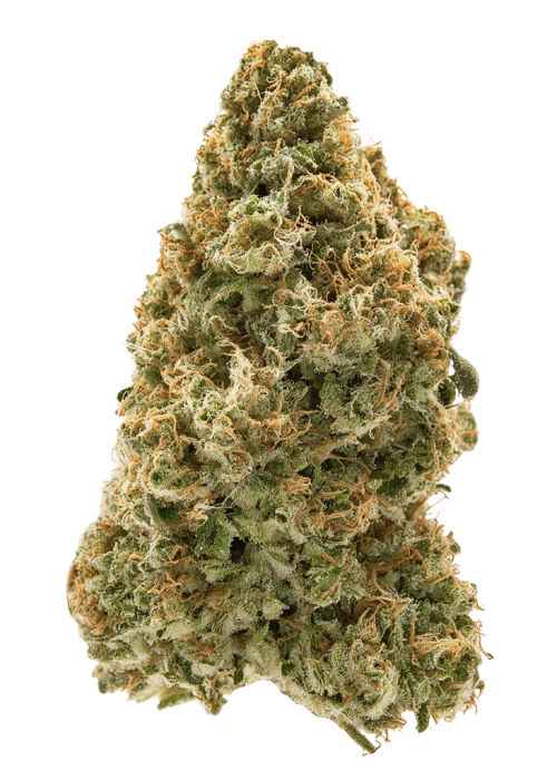 Junglato
