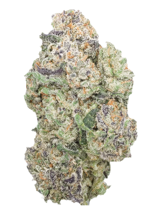 Jungle Fire by Jungle Boys