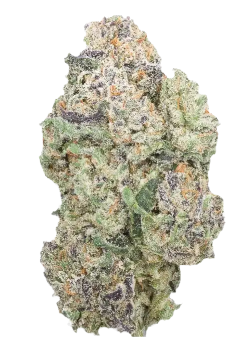 Jungle Fire by Jungle Boys