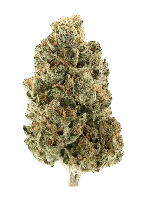 Grape Head