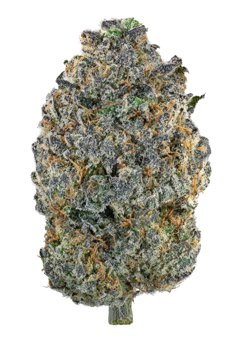 Frosted Jungle