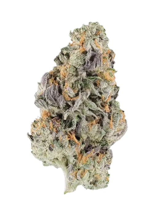 Mike Larry V2
