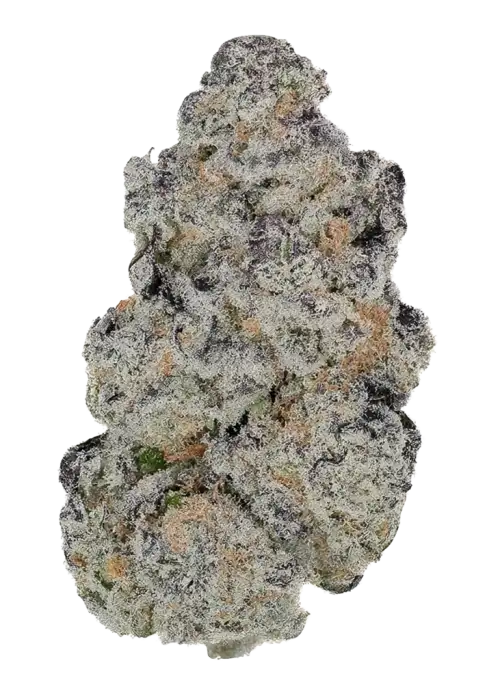 Purple Swish Haze