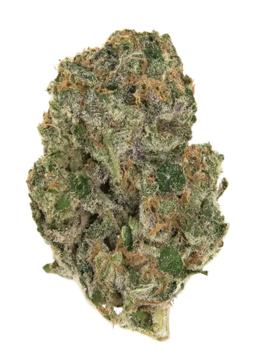 Sour Suver Haze