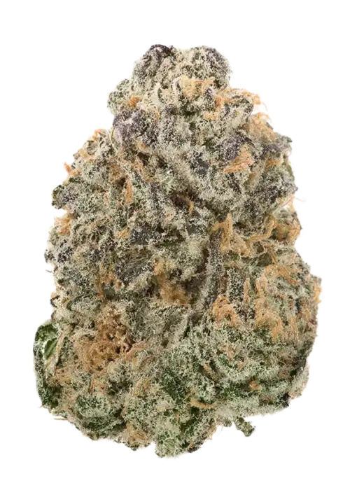 G-DOG-437