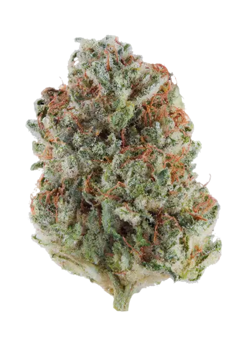Sour 91