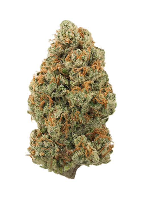 Jack Herer Photos