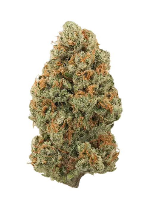 Jack Herer Photos