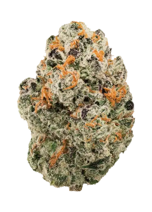Jungle Punch