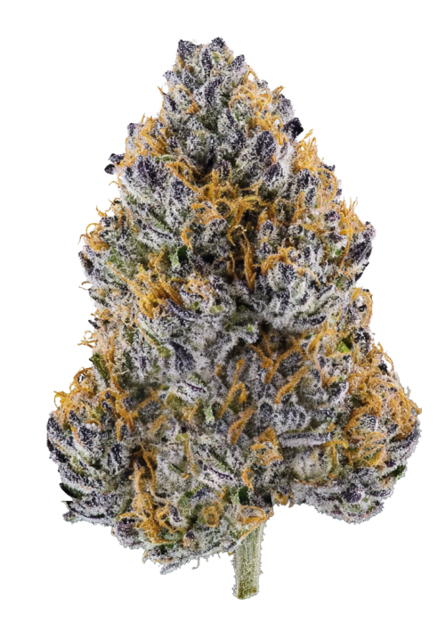 Paloma