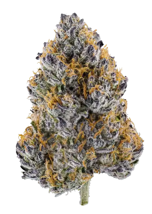 Paloma