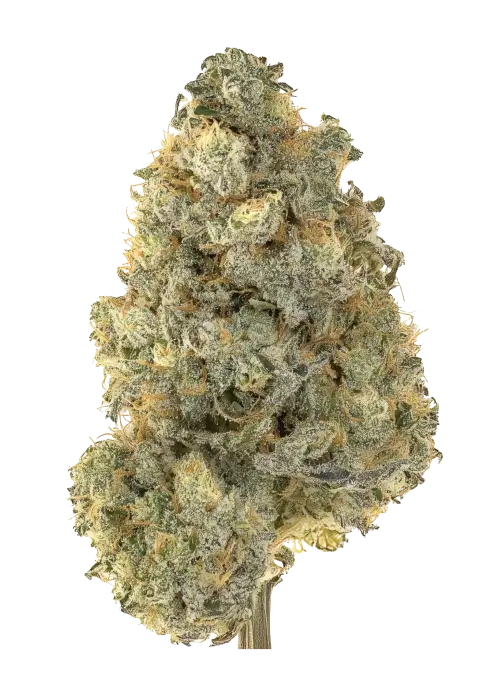 Strawberry Gorilla Auto RF3