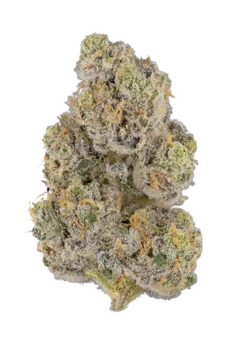 Black Cherry Sherb