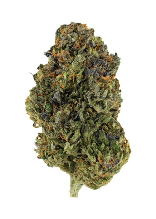 Blue Cherry