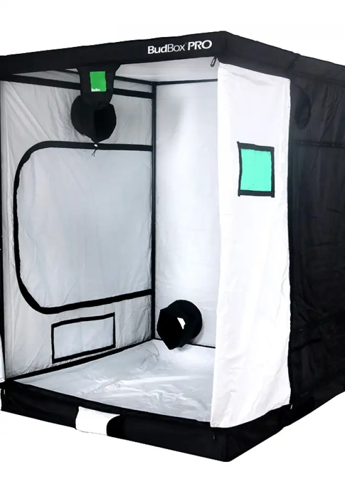 XL plus