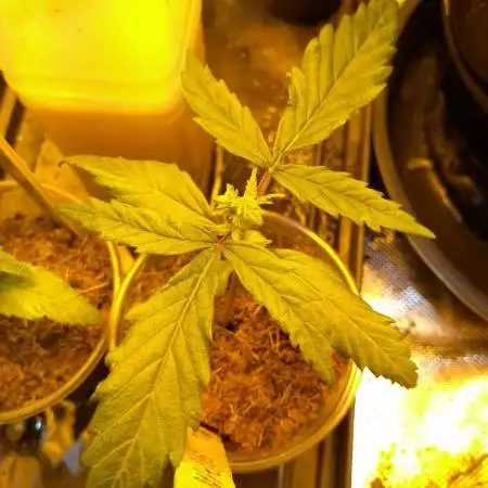 420power