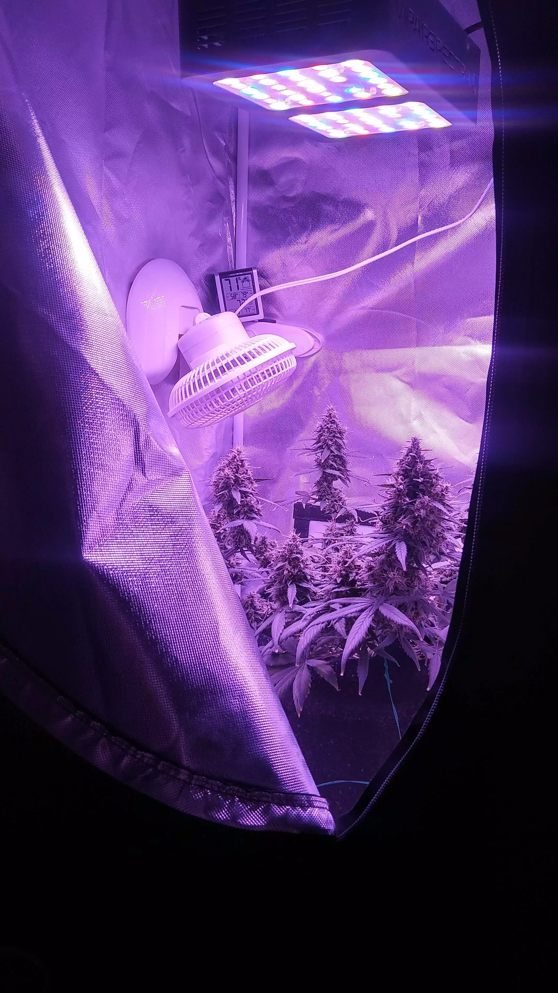 Veedubgrows