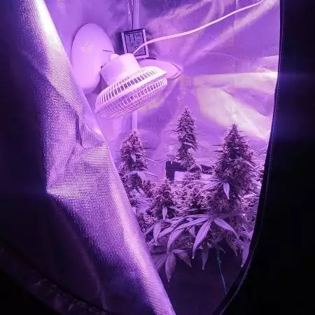 Veedubgrows