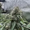 HomeGrownTerps