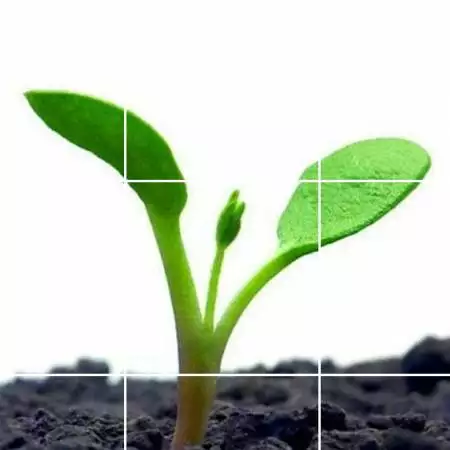 Howigrow