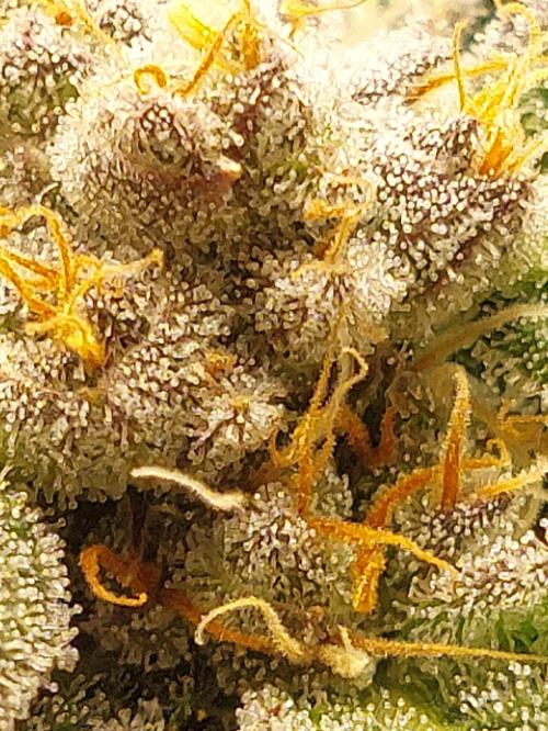 null by BarneyRumble420