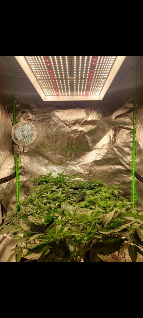 null by BarneyRumble420