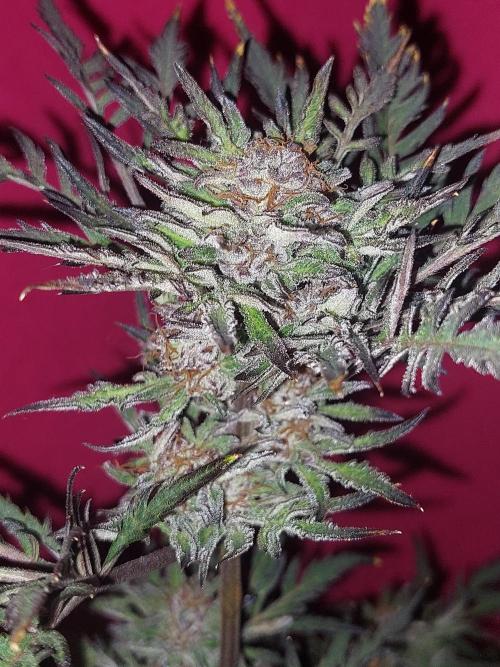 null by BarneyRumble420