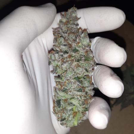 BarneyRumble420