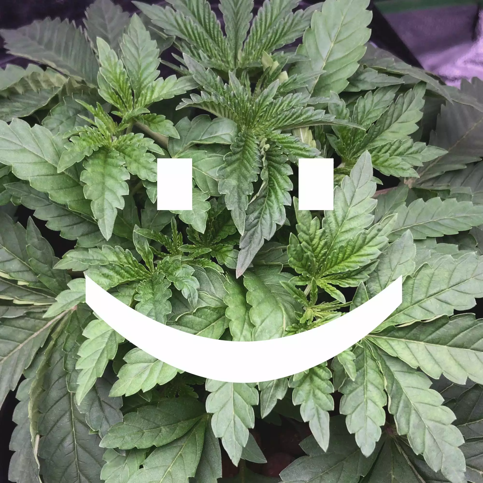 flacseed